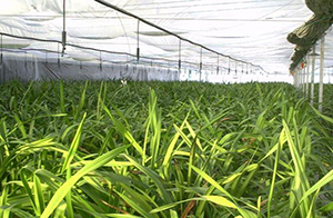 鎮(zhèn)費(fèi)縣農(nóng)田水利工程