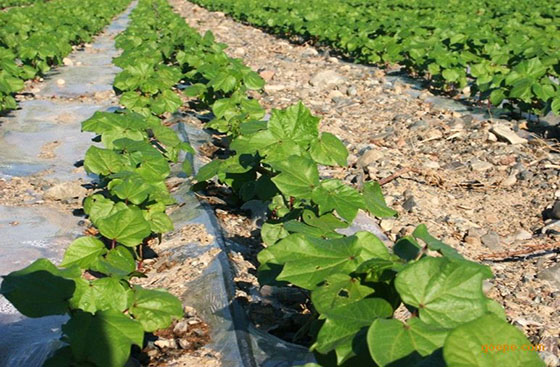 扎賚特旗2013年膜下滴灌項(xiàng)目